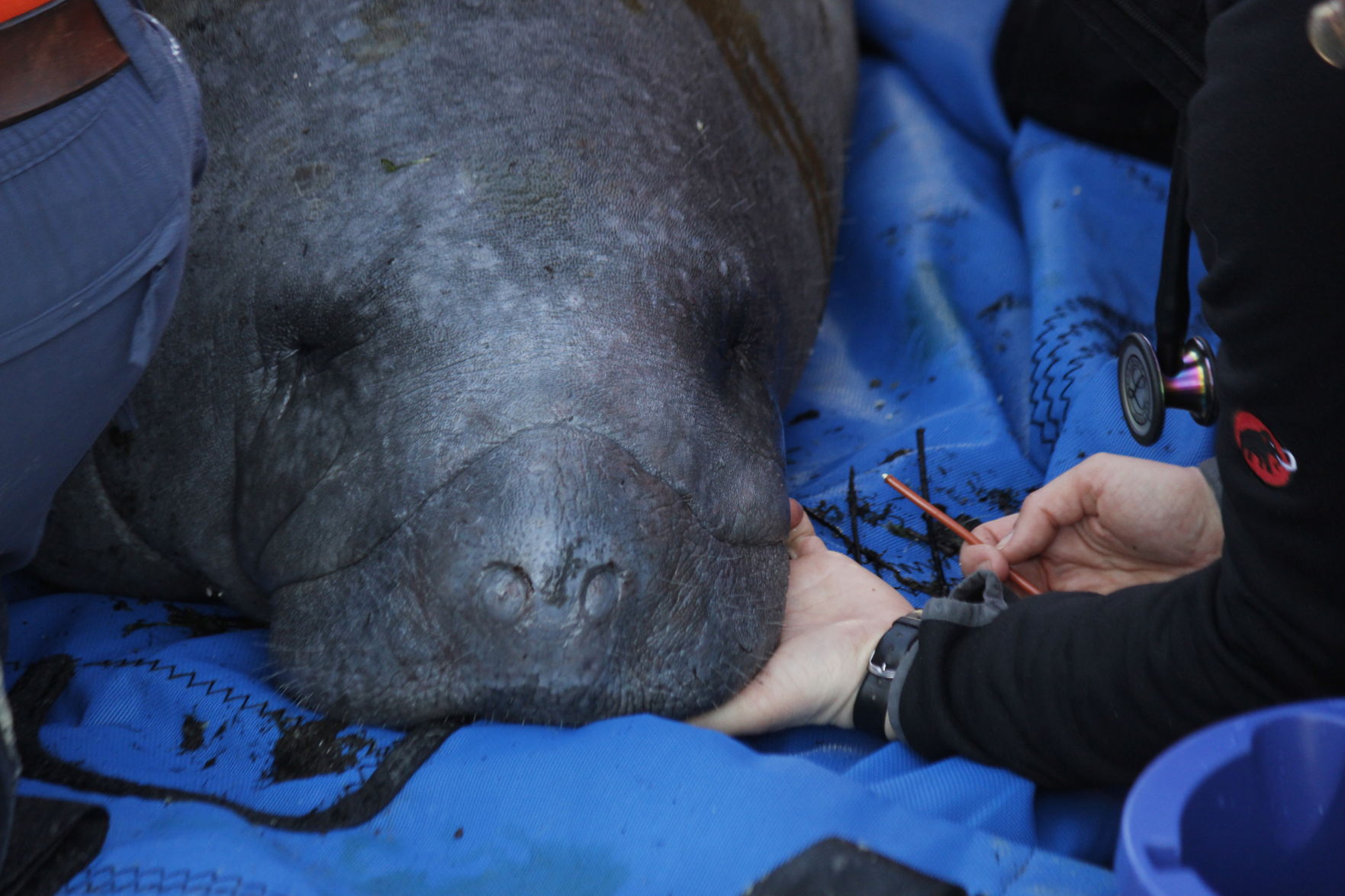 Manatee gets checked at December 2018 health assessment